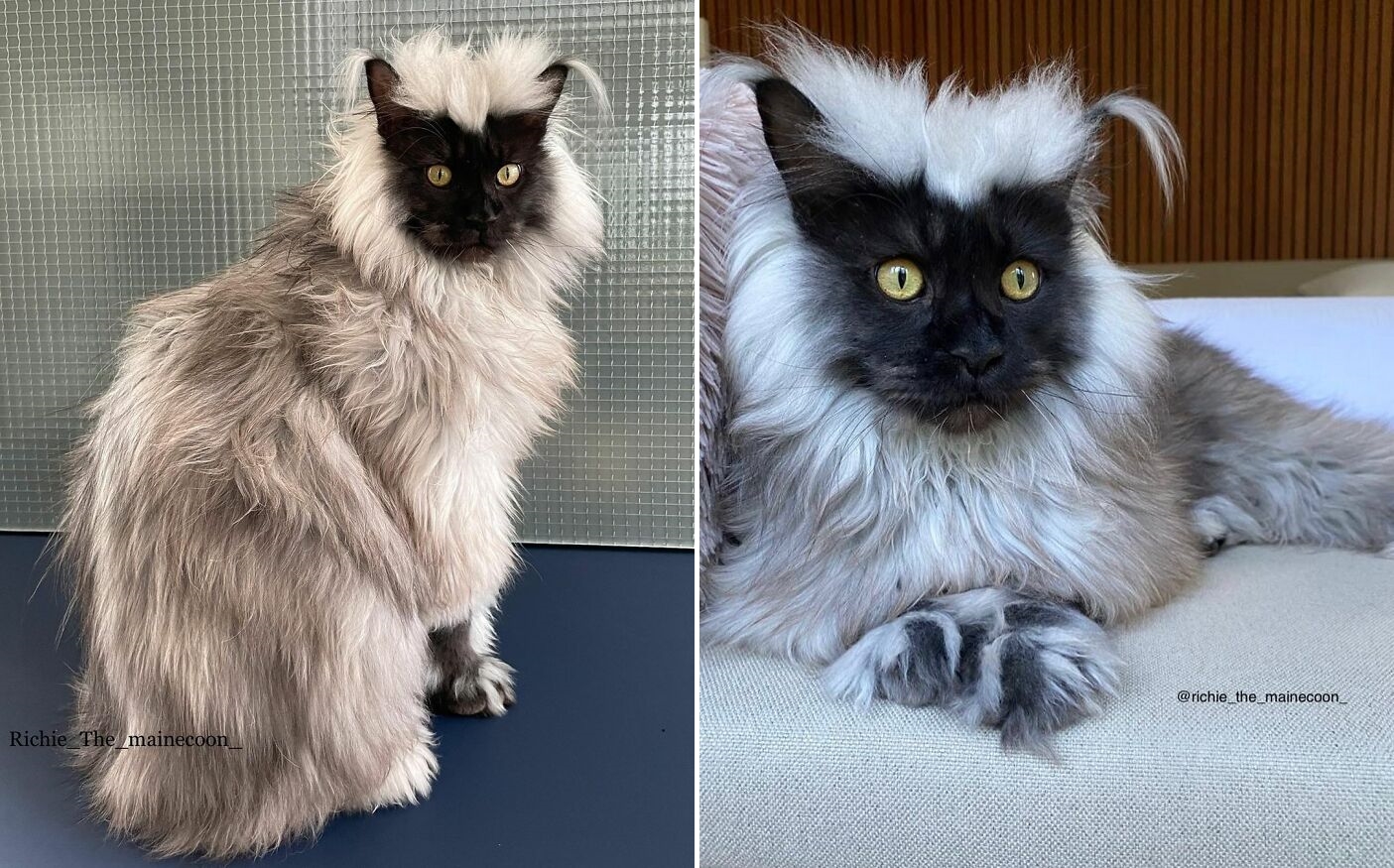 圖片截取自 richie_the_mainecoon_