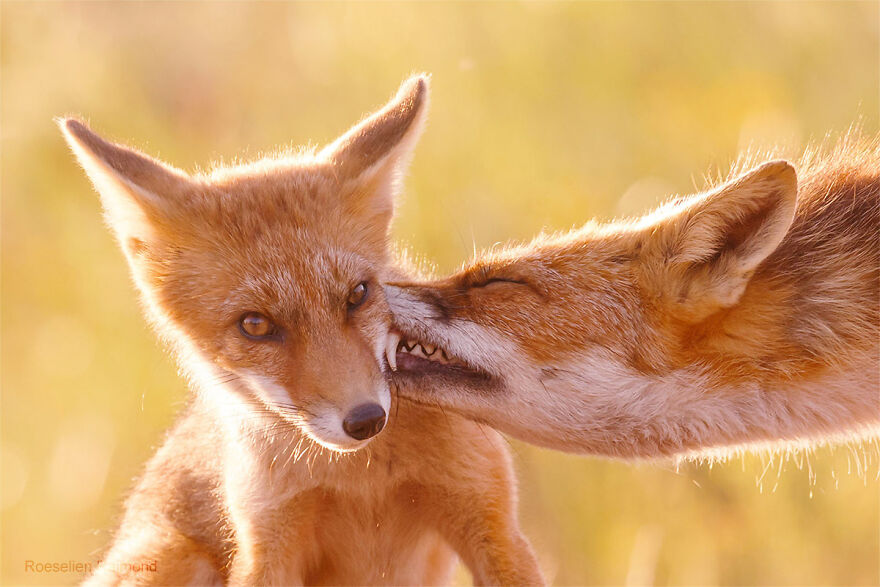 圖片截取自 Roeselienraimond.com