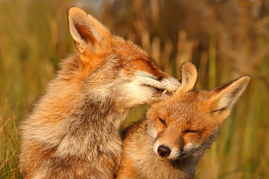 圖片截取自 Roeselienraimond.com