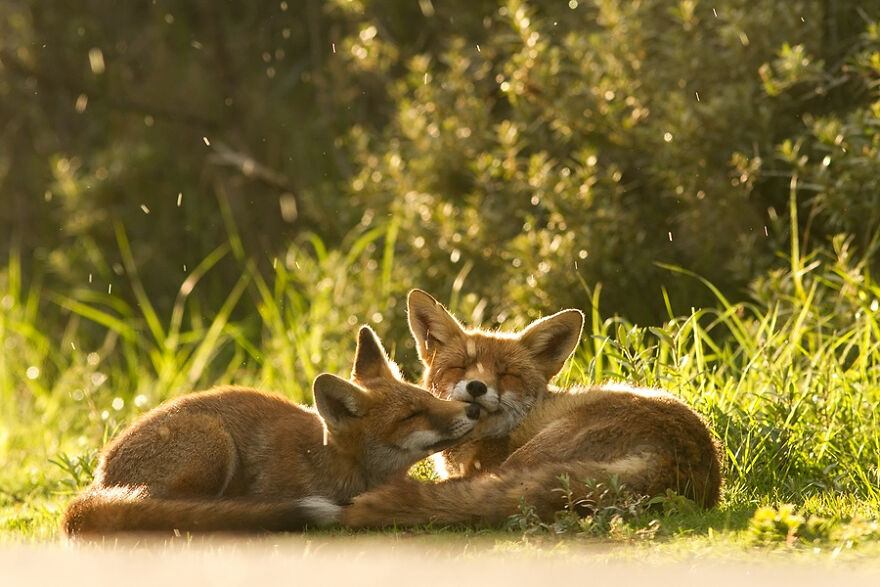 圖片截取自 Roeselienraimond.com