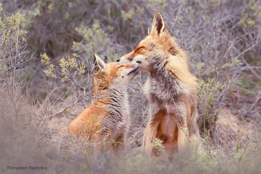 圖片截取自 Roeselienraimond.com