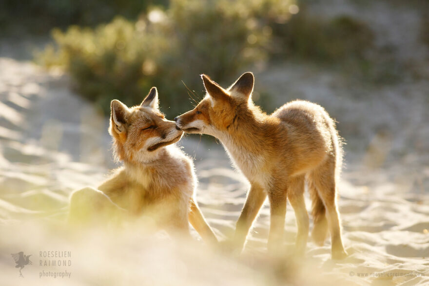 圖片截取自 Roeselienraimond.com