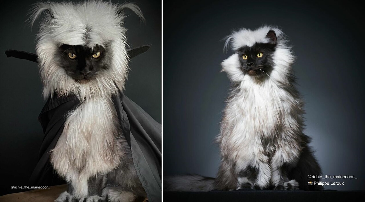 圖片截取自 richie_the_mainecoon_