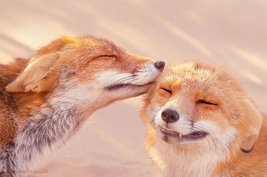 圖片截取自 Roeselienraimond.com