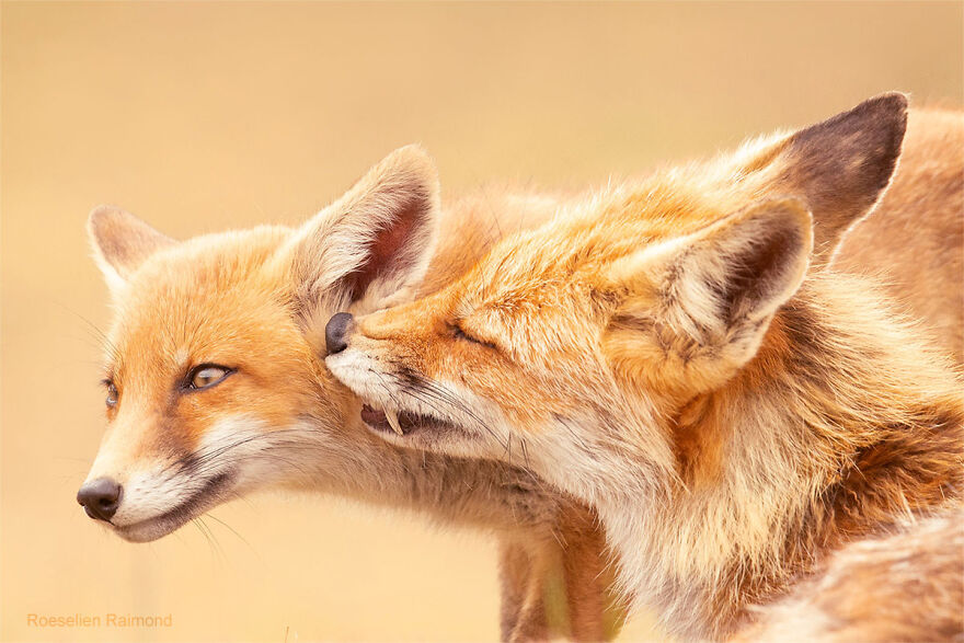 圖片截取自 Roeselienraimond.com