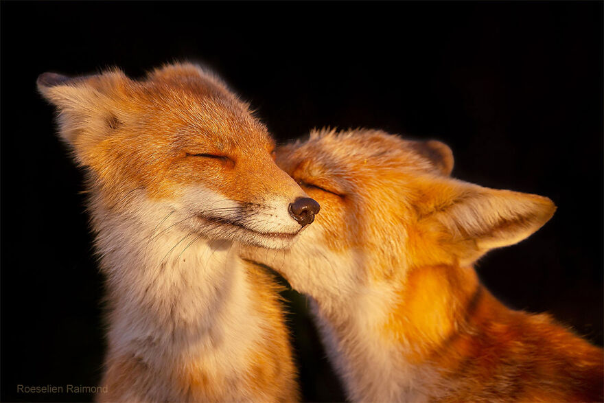 圖片截取自 Roeselienraimond.com