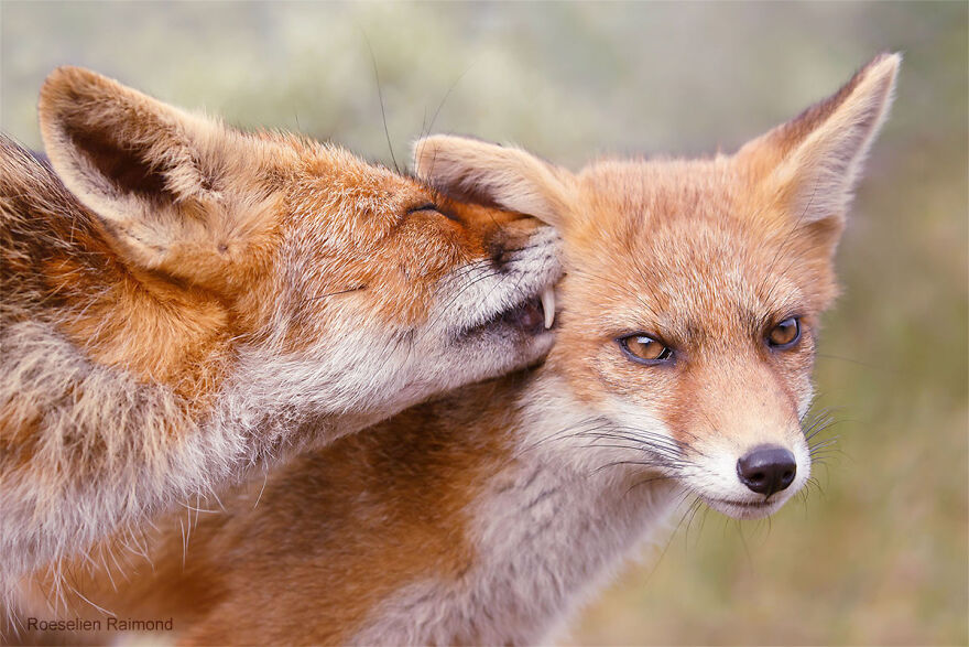 圖片截取自 Roeselienraimond.com