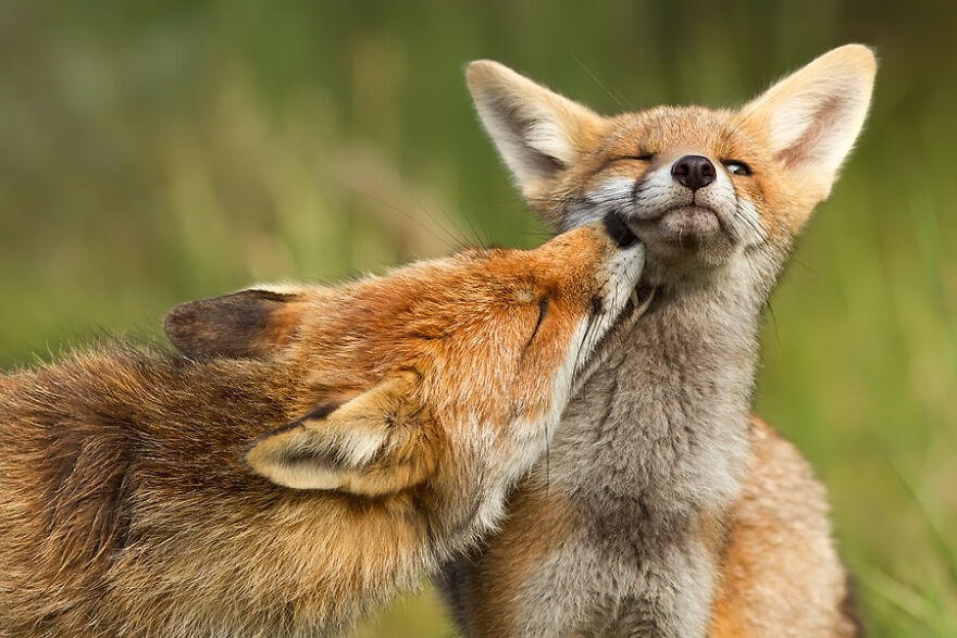 圖片截取自 Roeselienraimond.com