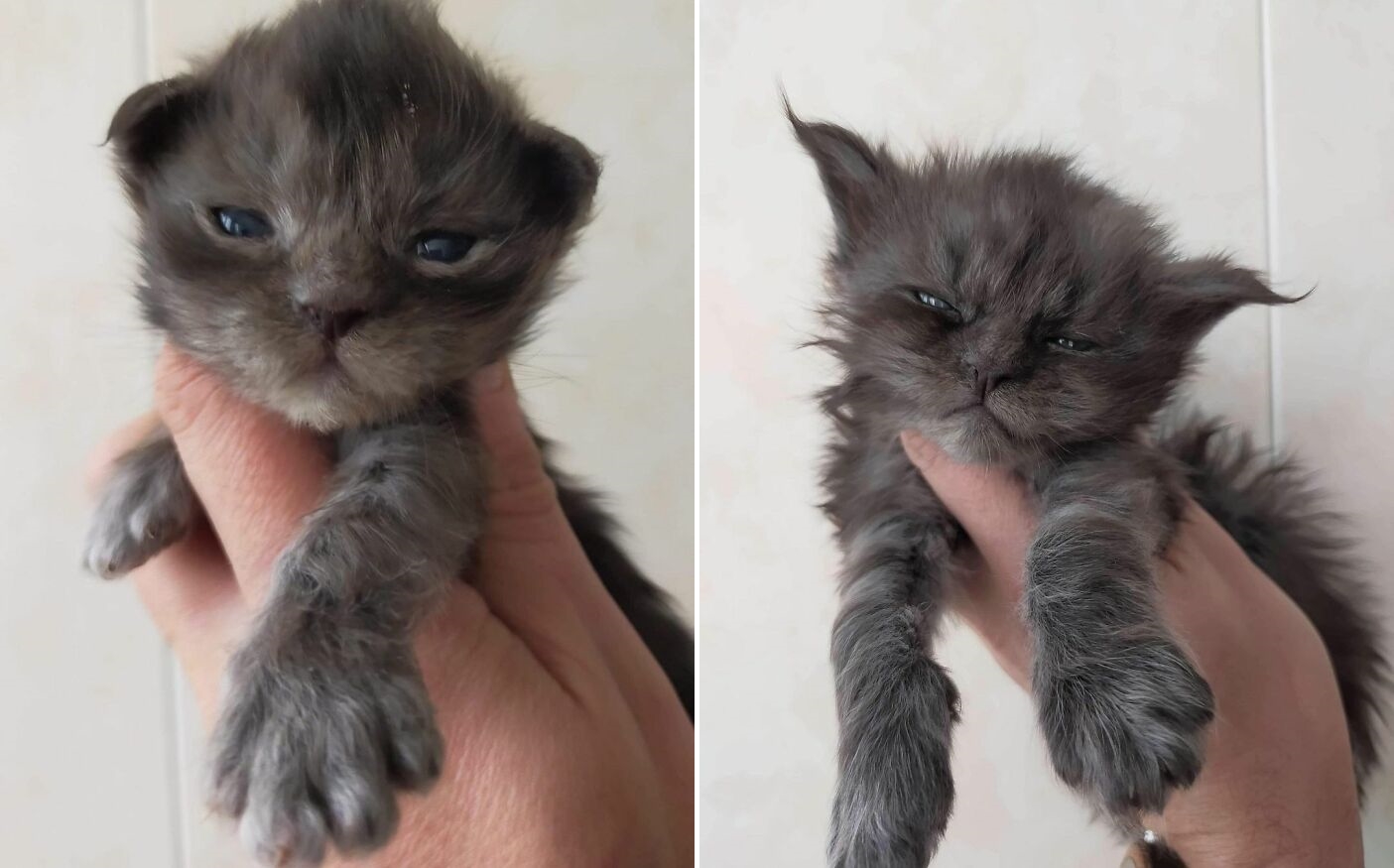 圖片截取自 richie_the_mainecoon_