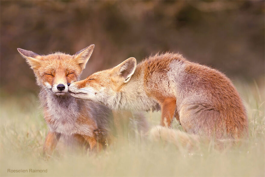 圖片截取自 Roeselienraimond.com