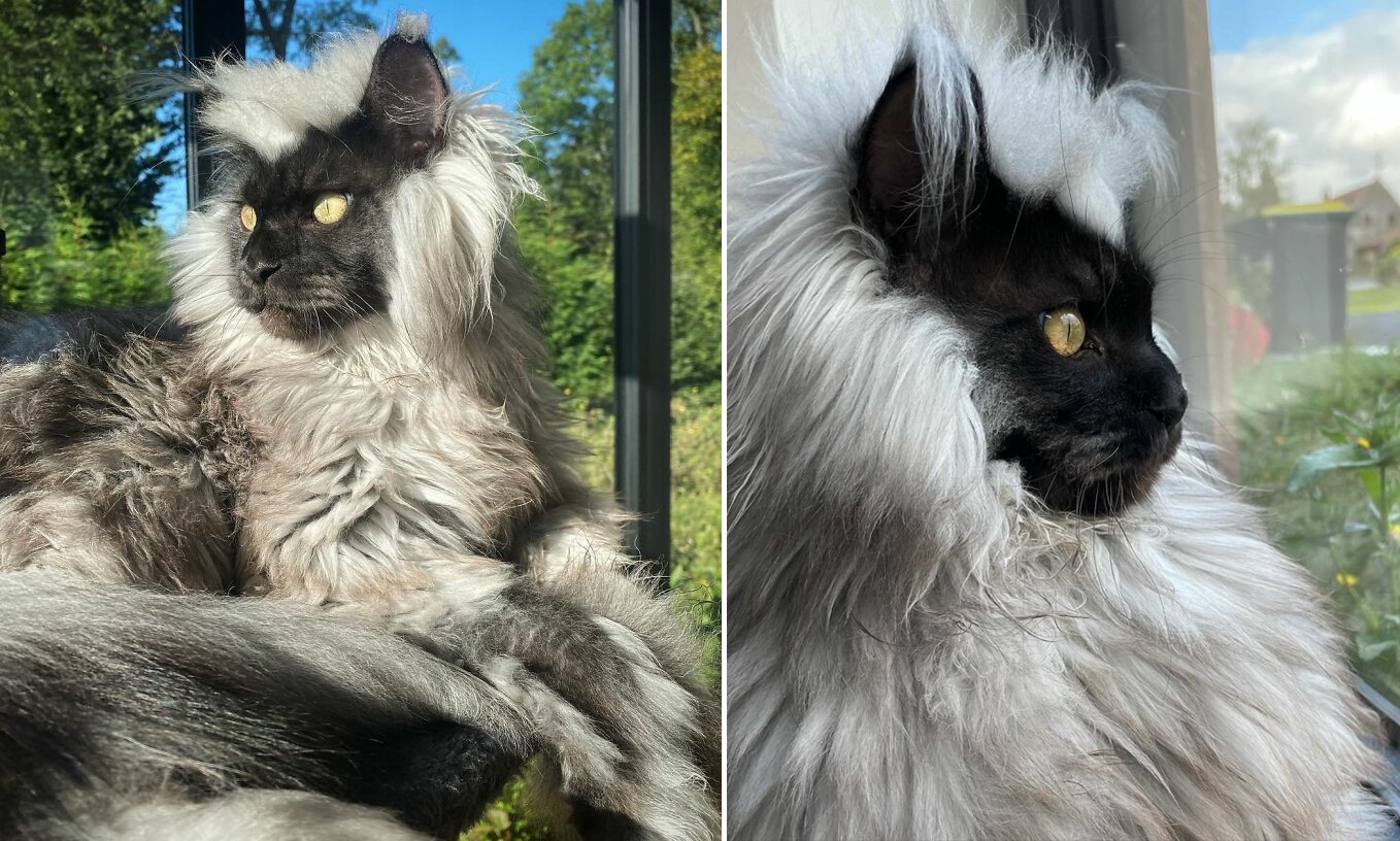 圖片截取自 richie_the_mainecoon_