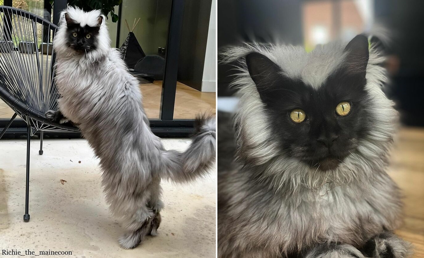 圖片截取自 richie_the_mainecoon_