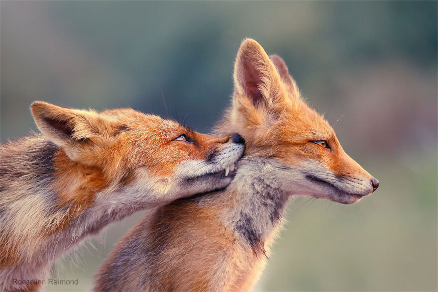 圖片截取自 Roeselienraimond.com