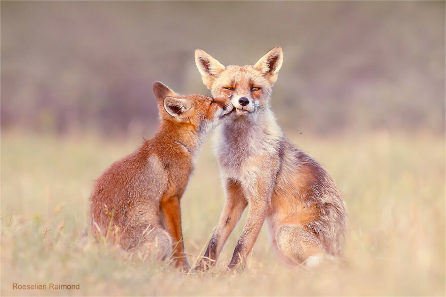 圖片截取自 Roeselienraimond.com