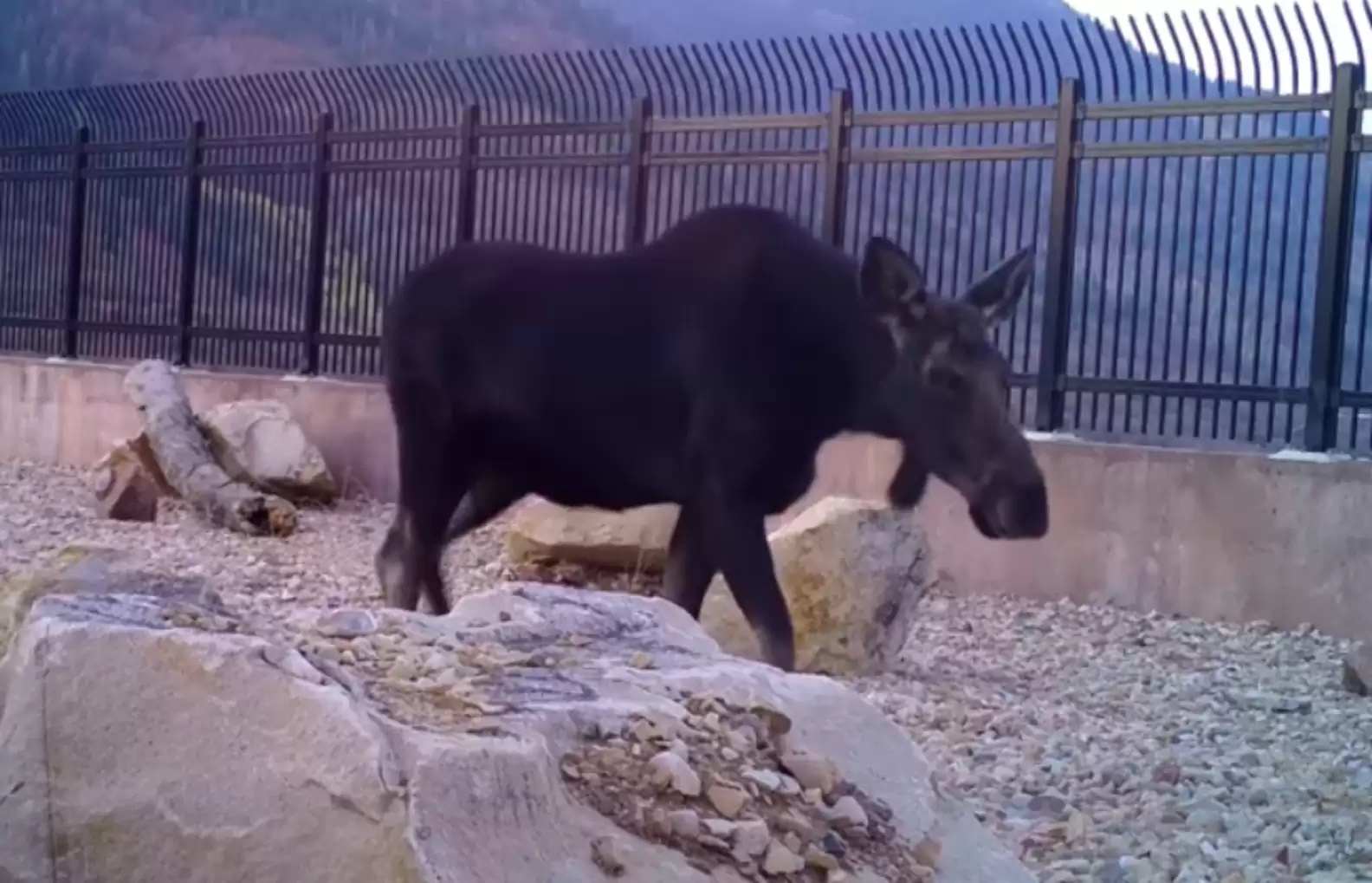 保護動物還能這樣做！打造野生動物專用天橋：終於可以放心過馬路惹
