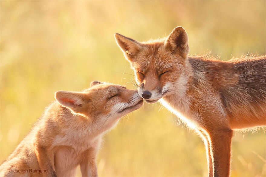 圖片截取自 Roeselienraimond.com