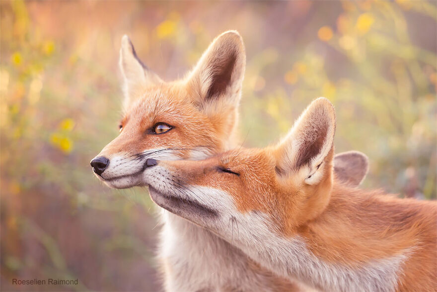 圖片截取自 Roeselienraimond.com