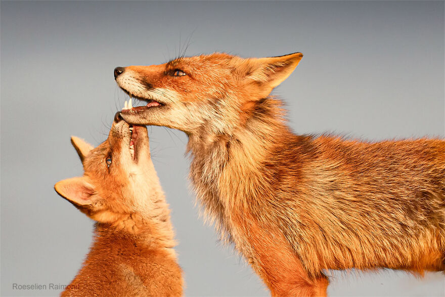 圖片截取自 Roeselienraimond.com