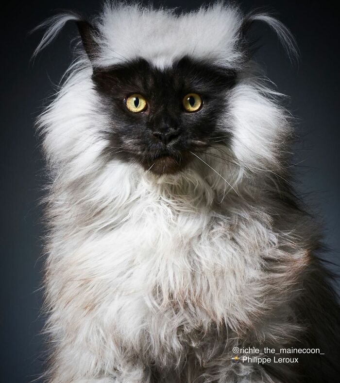 圖片截取自 richie_the_mainecoon_