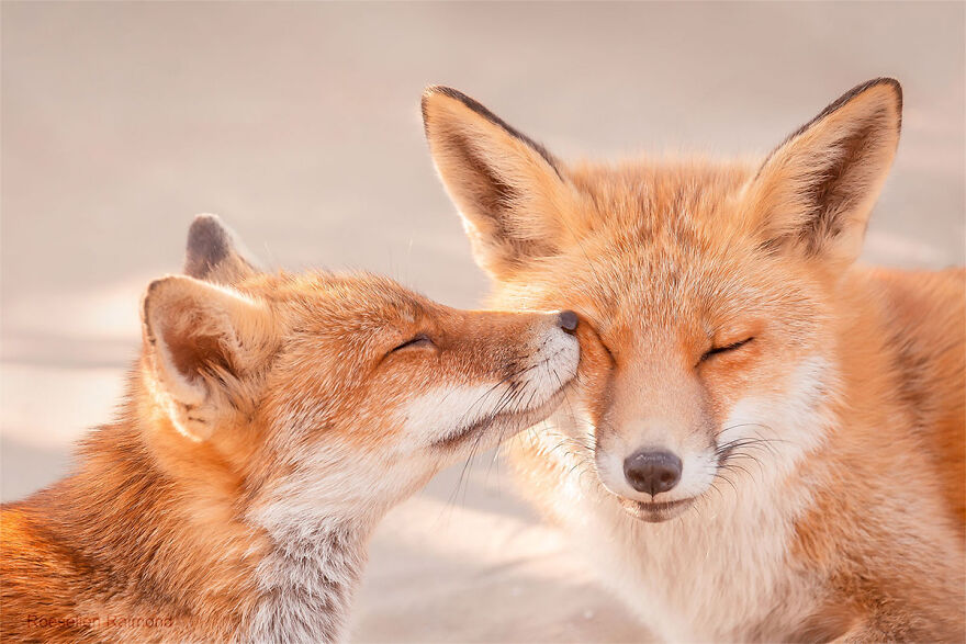 圖片截取自 Roeselienraimond.com