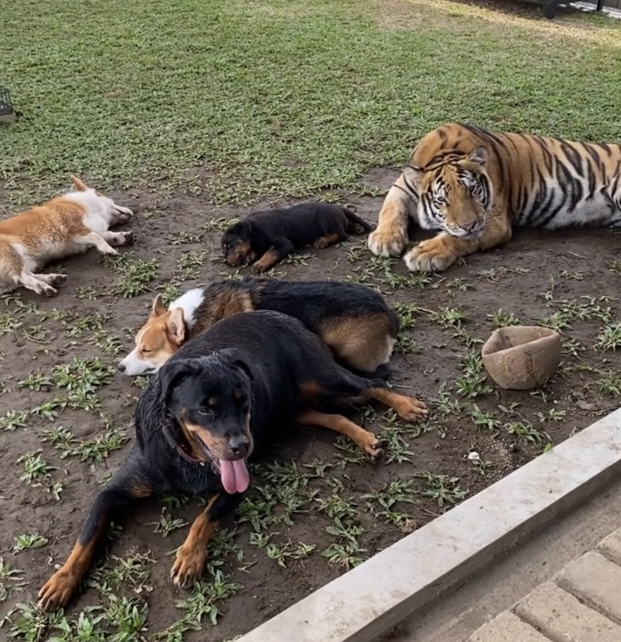 kenzo_thetiger