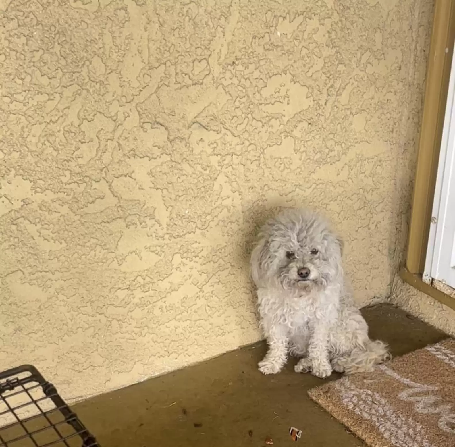https://www.thedodo.com/daily-dodo/homeless-dog-knocks-on-every-door-in-neighborhood-looking-for-a-forever-family