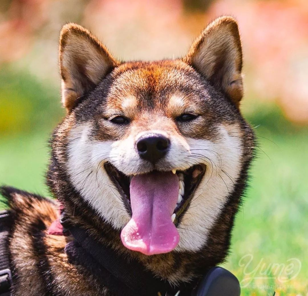 來人啊 這裡有個柴犬 烤糊了 超特殊胡麻色柴柴 還不快來 來人啊 這裡有個柴犬 烤糊了 超特殊胡麻色柴柴 還不快來